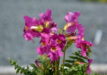 Incarvillea: penanaman dan perawatan di ladang terbuka, penanaman, foto dan spesies