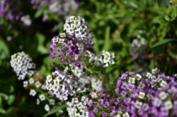 Lobularia: menanam dan merawat di ladang terbuka, tumbuh dari biji, foto dan spesies