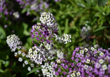 Lobularia: plantering och vård i det öppna fältet, växer från frön, foton och arter