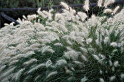 Pennisetum: menanam dan merawat di ladang terbuka, penanaman, foto dan spesies