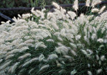 Pennisetum: menanam dan merawat di ladang terbuka, penanaman, foto dan spesies