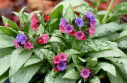 Lungwort: plantering och vård i det öppna fältet, medicinska egenskaper och kontraindikationer