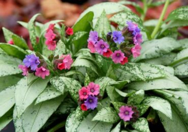 Lungwort: plantering och vård i det öppna fältet, medicinska egenskaper och kontraindikationer