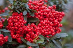 Pyracantha: plantering och vård i det öppna fältet, odling, foton och arter