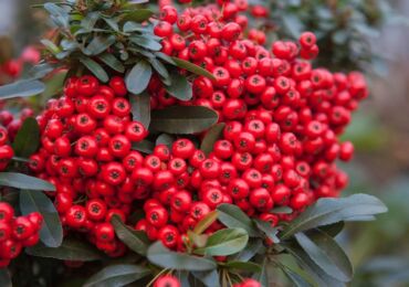 Pyracantha: plantering och vård i det öppna fältet, odling, foton och arter