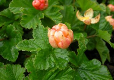 Cloudberry: plantering och vård i det fria fältet, medicinska egenskaper och kontraindikationer