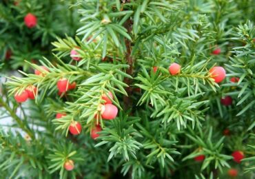 Idegran: plantering och vård i det öppna fältet, odling, foton och typer