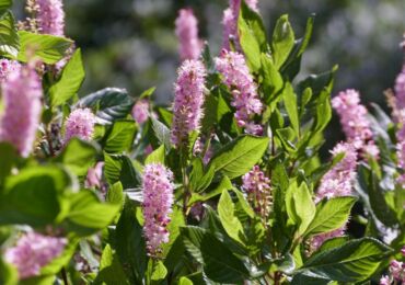 Kletra: plantering och vård i det öppna fältet, odling, foton och arter