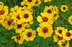 Coreopsis: plantering och vård i det öppna fältet, växer från frön, foton och arter