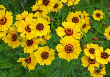 Coreopsis: penanaman dan perawatan di ladang terbuka, tumbuh dari biji, foto dan spesies