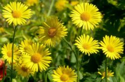 Doronicum: tumbuh dari biji, menanam dan merawat di ladang terbuka