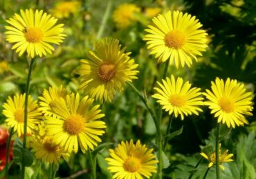 Doronicum: växer från frön, plantering och vård i det öppna fältet