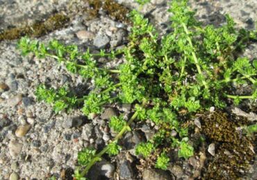 Gryzhnik: plantering och vård i det öppna fältet, medicinska egenskaper och kontraindikationer