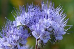 Phacelia: penanaman dan perawatan di ladang terbuka, tumbuh dari biji, foto dan spesies