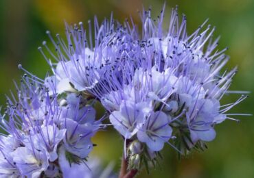 Phacelia: plantering och vård i det öppna fältet, växer från frön, foton och arter