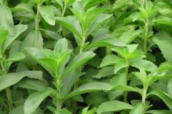 Stevia: menanam dan merawat di ladang terbuka, penanaman, sifat perubatan