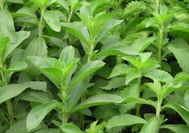 Stevia: menanam dan merawat di ladang terbuka, penanaman, sifat perubatan