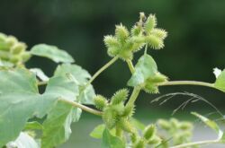 Cocklebur: plantering och vård i det fria fältet, medicinska egenskaper