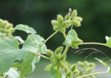 Cocklebur: plantering och vård i det fria fältet, medicinska egenskaper