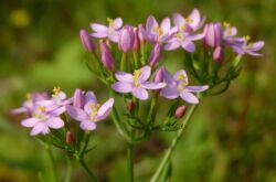 Centaury