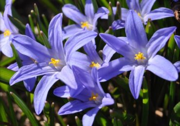 Chionodox