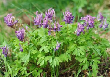 Corydalis