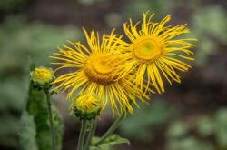 Elecampane