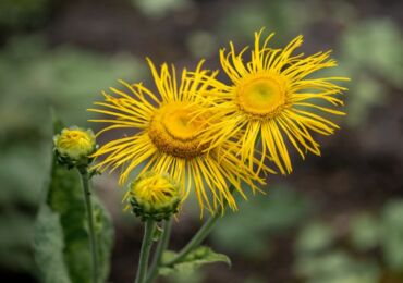 Elecampane