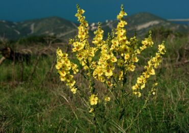 Mullein