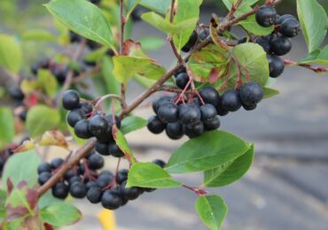 Aronia