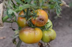 Phytophthora pada tomato