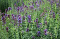 Hyssop