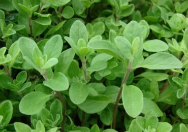 Marjoram