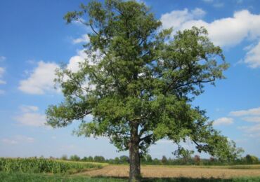 Pokok tua