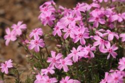 Sublate Phlox