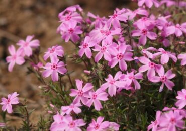 Sublate Phlox