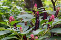 lakonos (phytolacca)