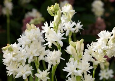 Tuberose eller Tuberous Polyantes