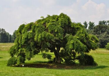 Sophora japanska