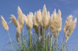 Cortaderia