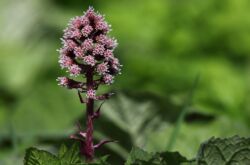 Butterbur