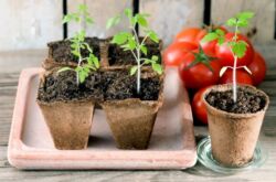 Cara memberi makan anak benih tomato