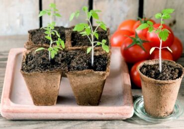 Cara memberi makan anak benih tomato