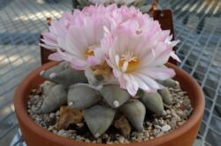 Ariocarpus