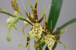 Brassia orkidé