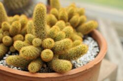 Cleistocactus