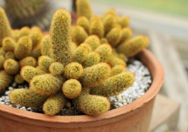 Cleistocactus