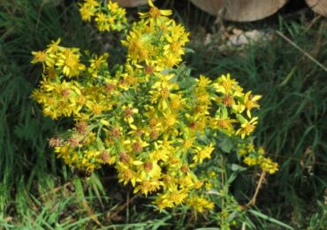 Goldenrod