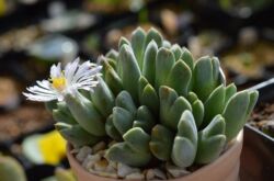 Conophytum