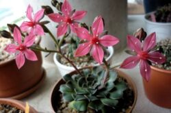 Graptopetalum